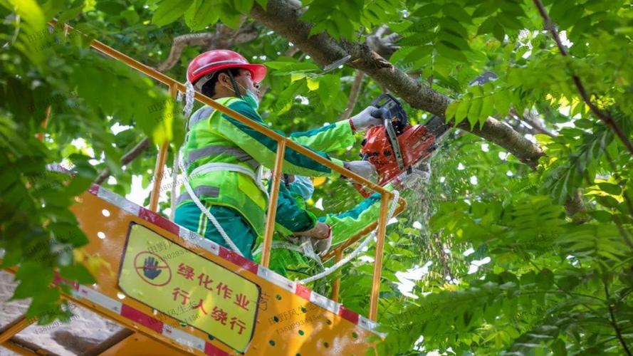 宿迁城市绿化常用苗木标准