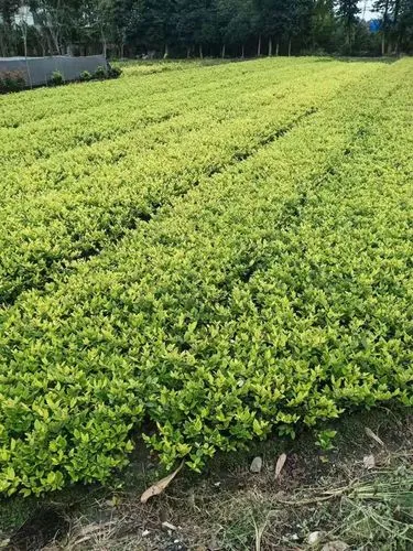 户外大面积园林景观设计