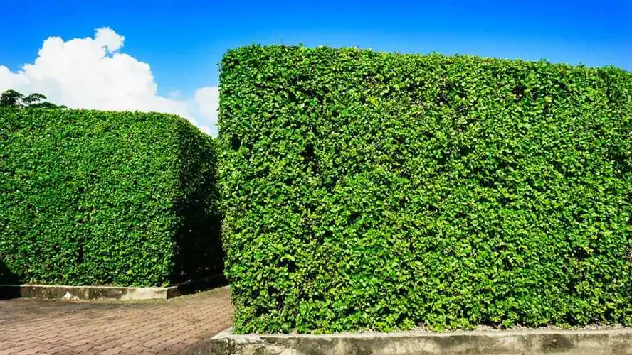 如何进行城市街道的园林绿化植树工程？